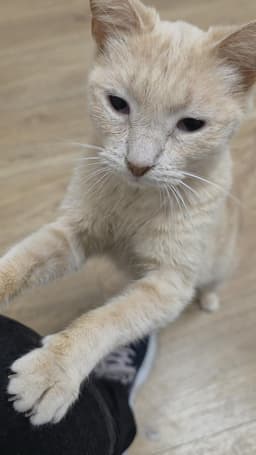 Finn Sunfire image 1