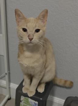 Finn Sunfire image 2