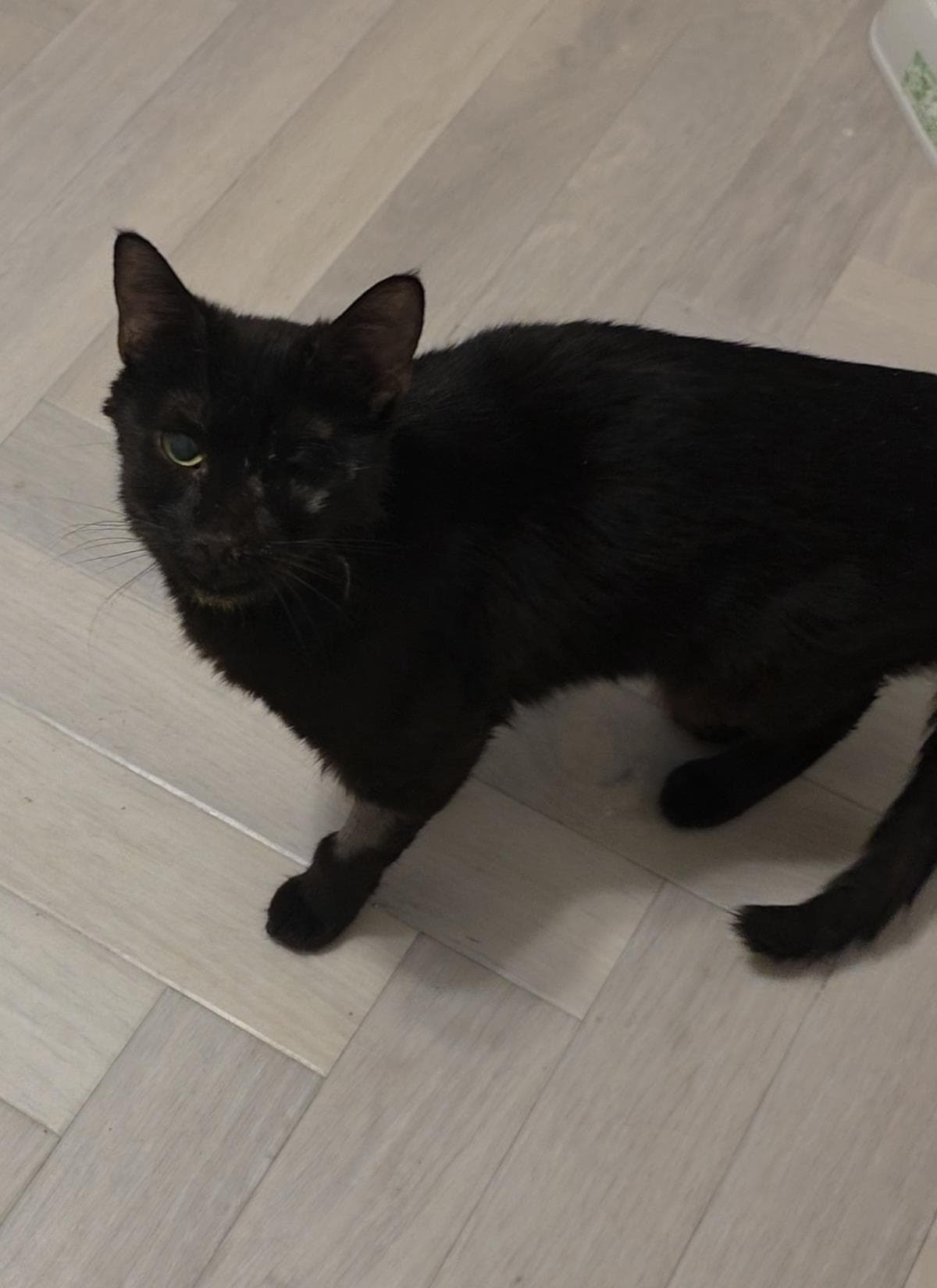 Nyx Nightshade - Domestic Short Hair