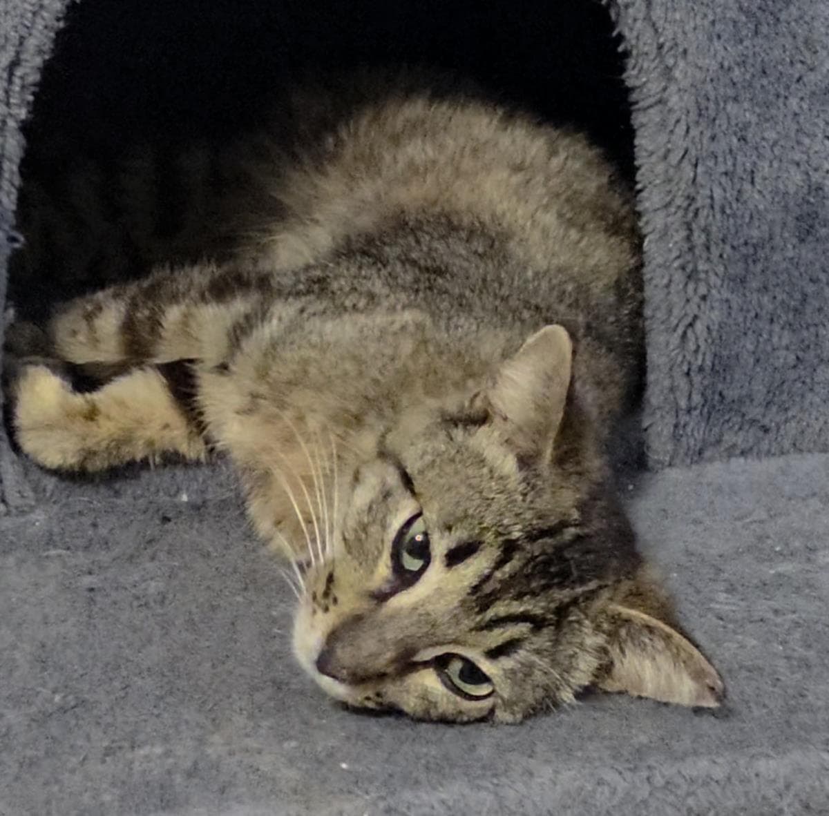Cedar Willow - Domestic Short Hair