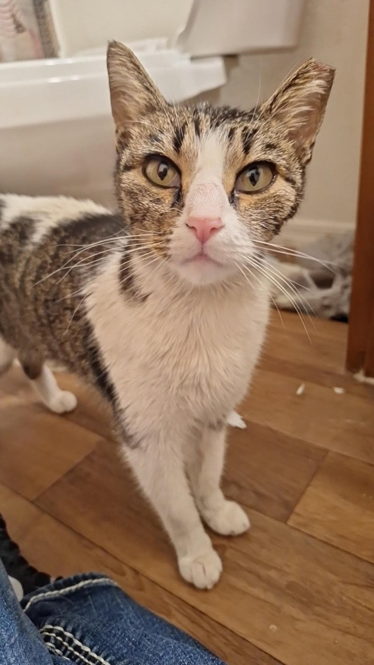 Joyce Byers - Domestic Short Hair
