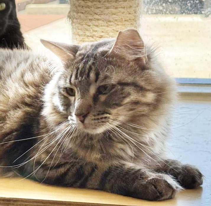 Wispy Puff Bonded To Runner Sol - Domestic Long Hair