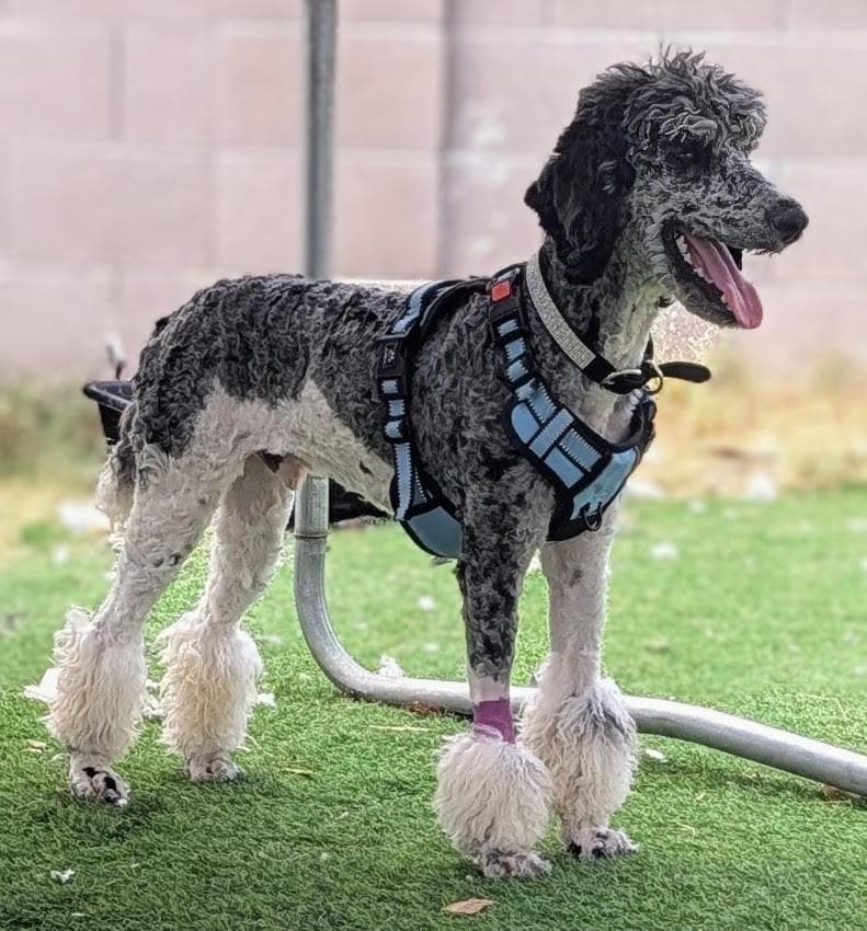 Pluto Parade - Poodle (Standard)