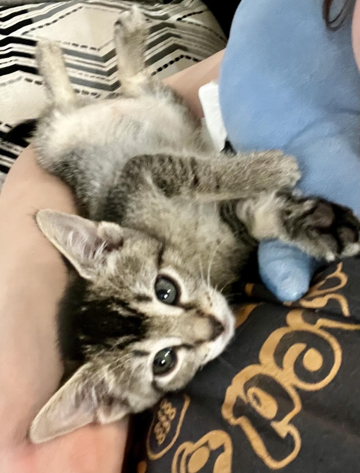 Arwen Of The Shire - Domestic Short Hair