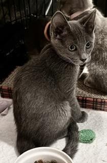 Benson Ewadar - Domestic Short Hair