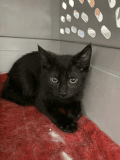 Blake Ewadar - Domestic Short Hair