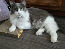 Olivia image 1
