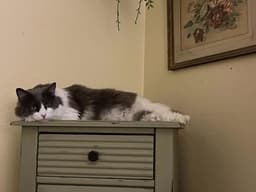 Olivia image 2