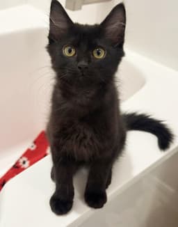 Salem Lara image 1