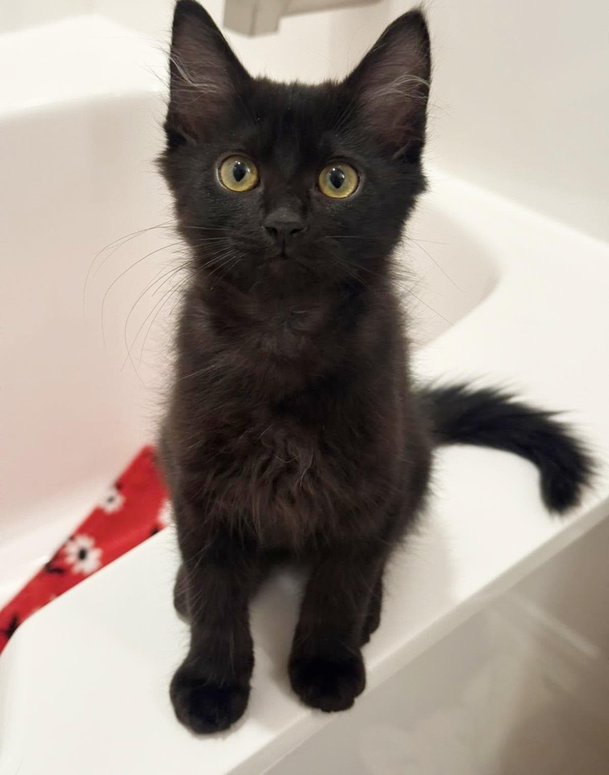 Salem Lara - Domestic Medium Hair