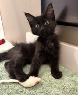 Binx Lara image 1