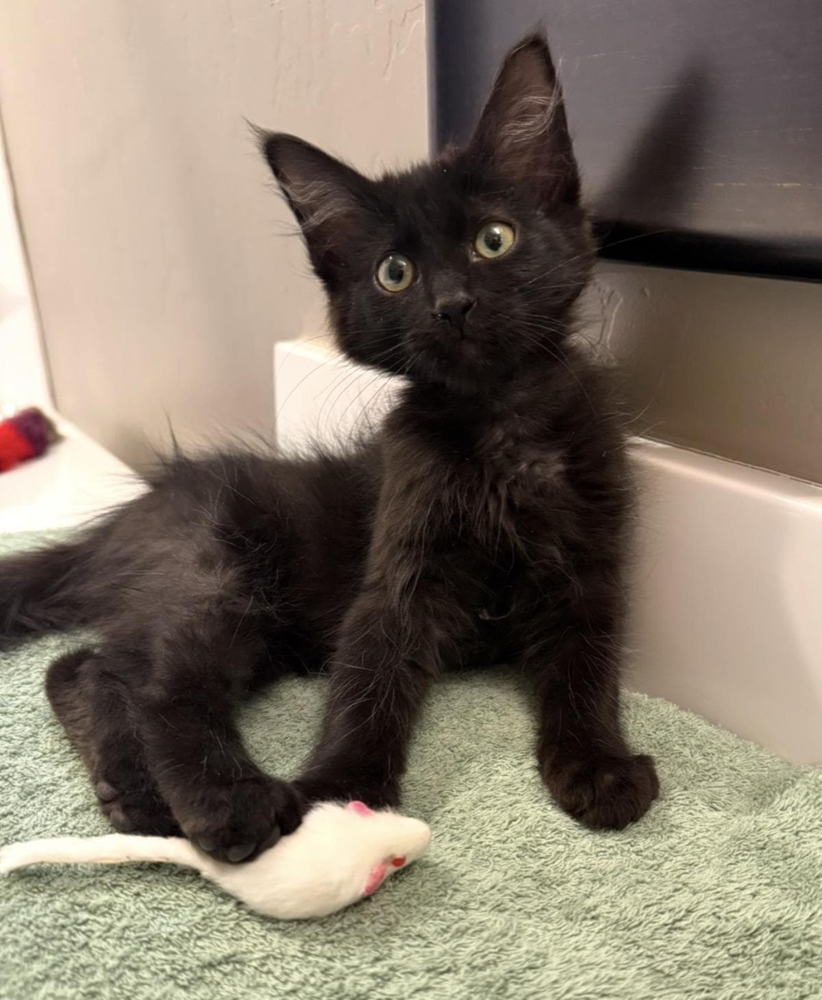Binx Lara - Domestic Medium Hair