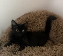 Binx Lara image 2