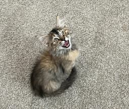 Sarabi Simba image 1