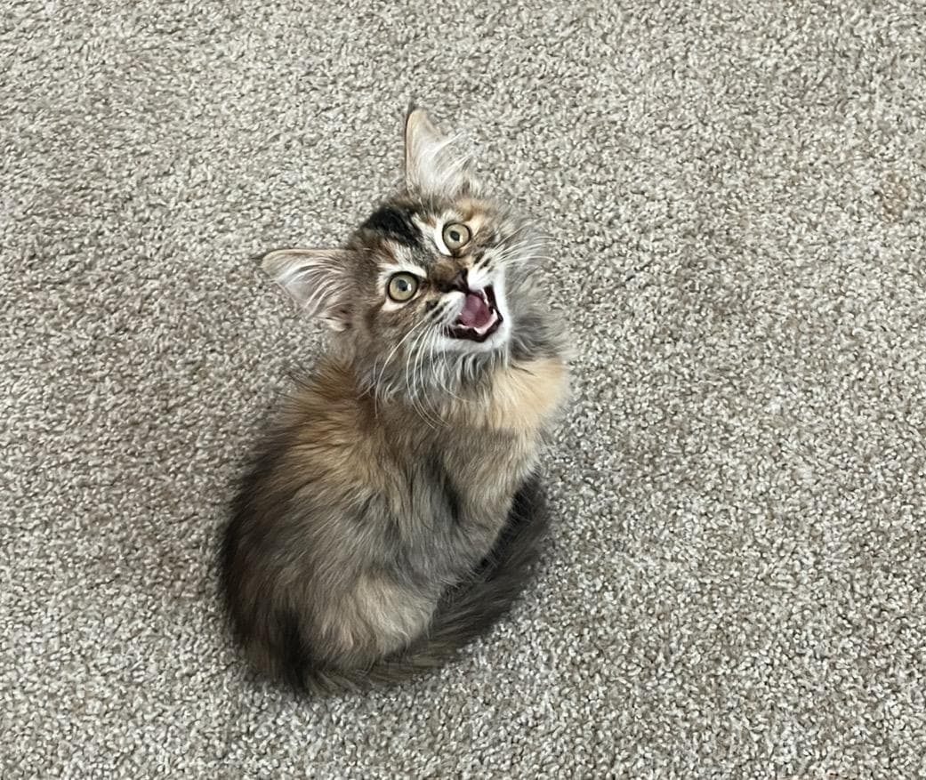 Sarabi Simba