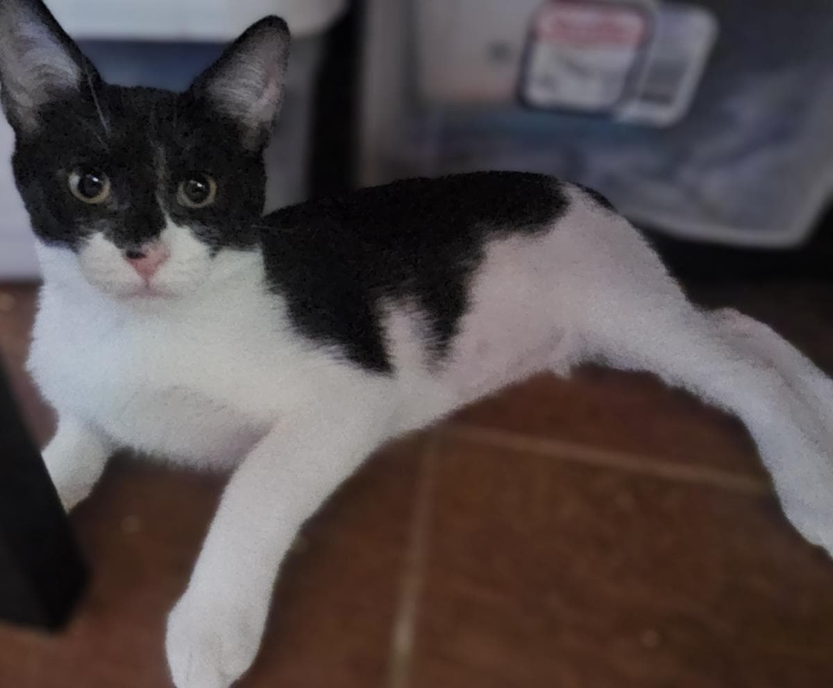 Rory Gaelic - Domestic Short Hair