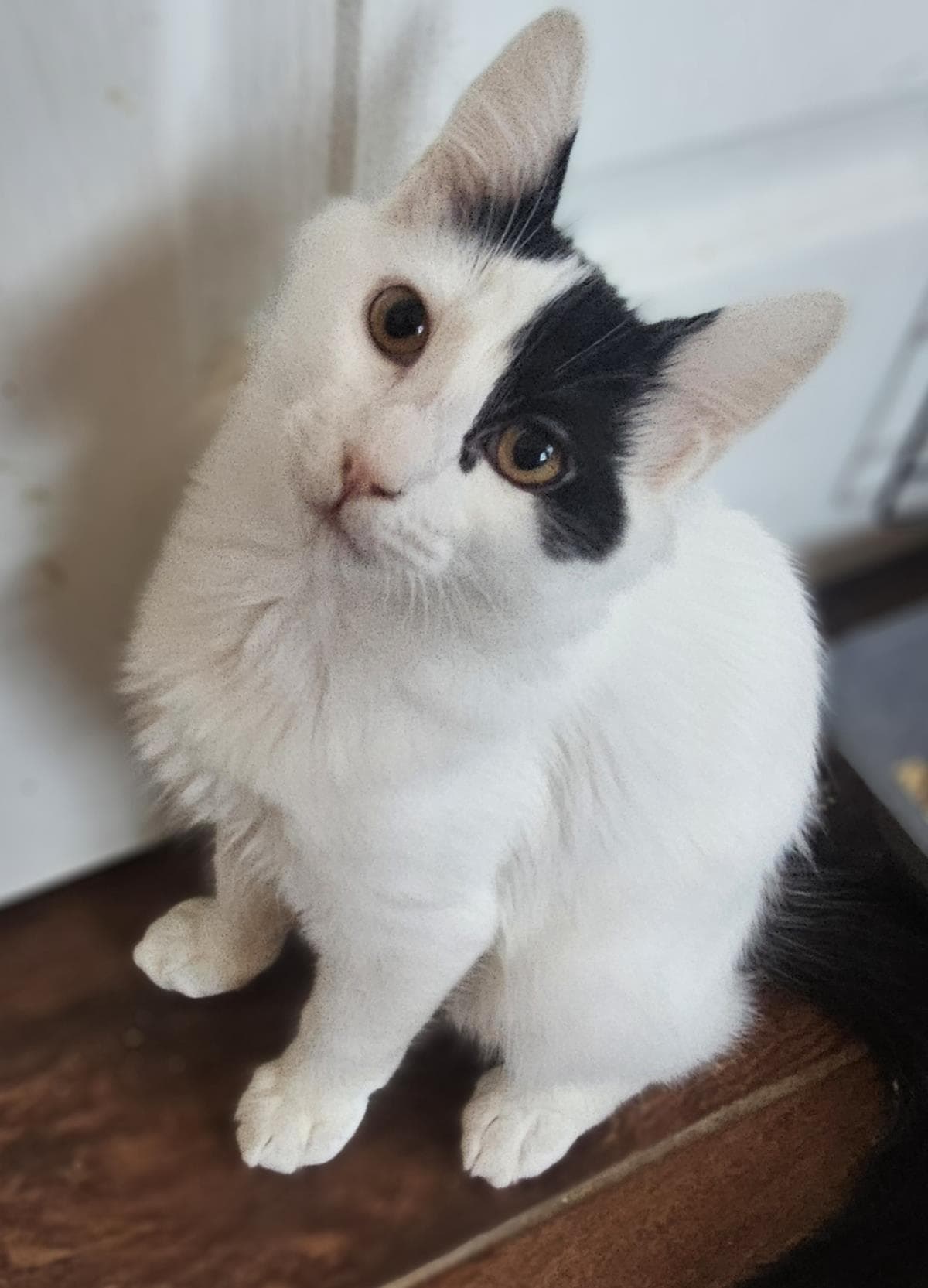 Killian Gaelic - Domestic Medium Hair
