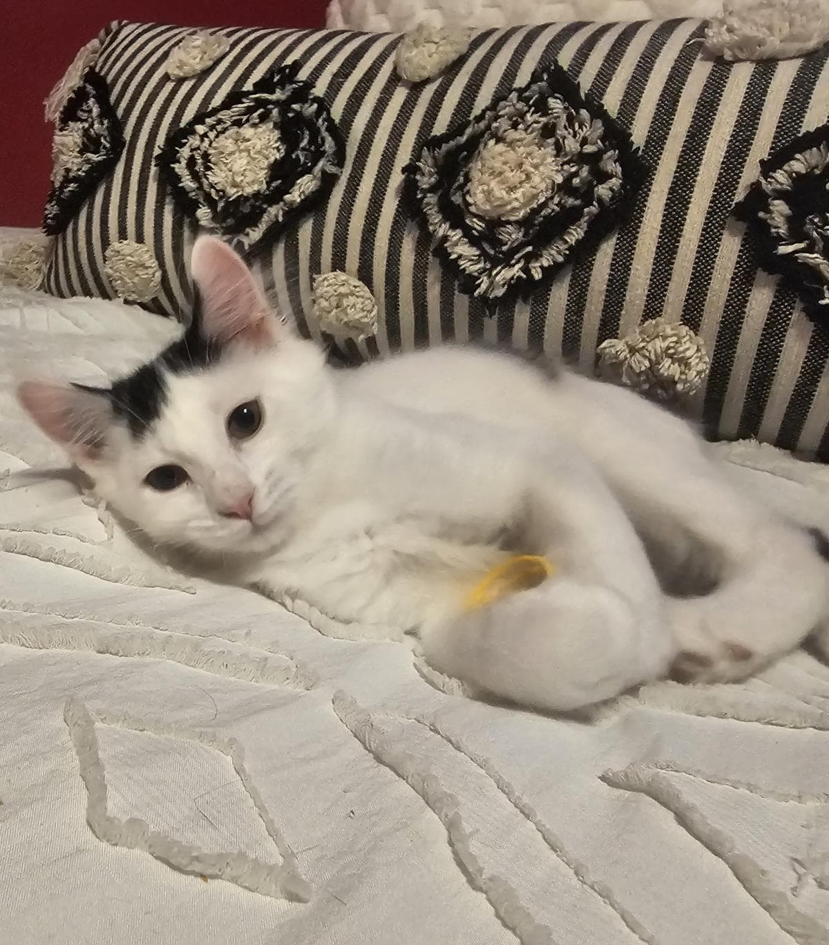 Devin Gaelic - Domestic Medium Hair