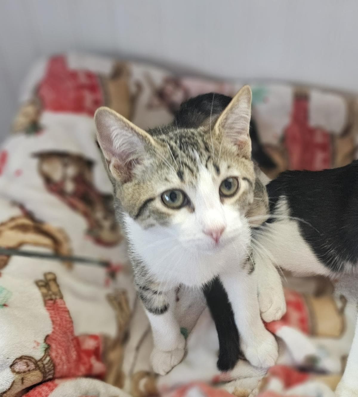 Colin Gaelic - Domestic Short Hair