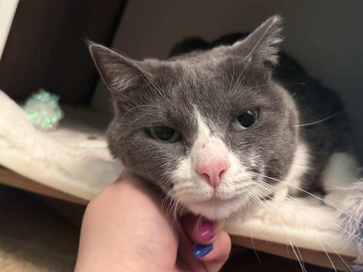 Jade Boots - Domestic Short Hair