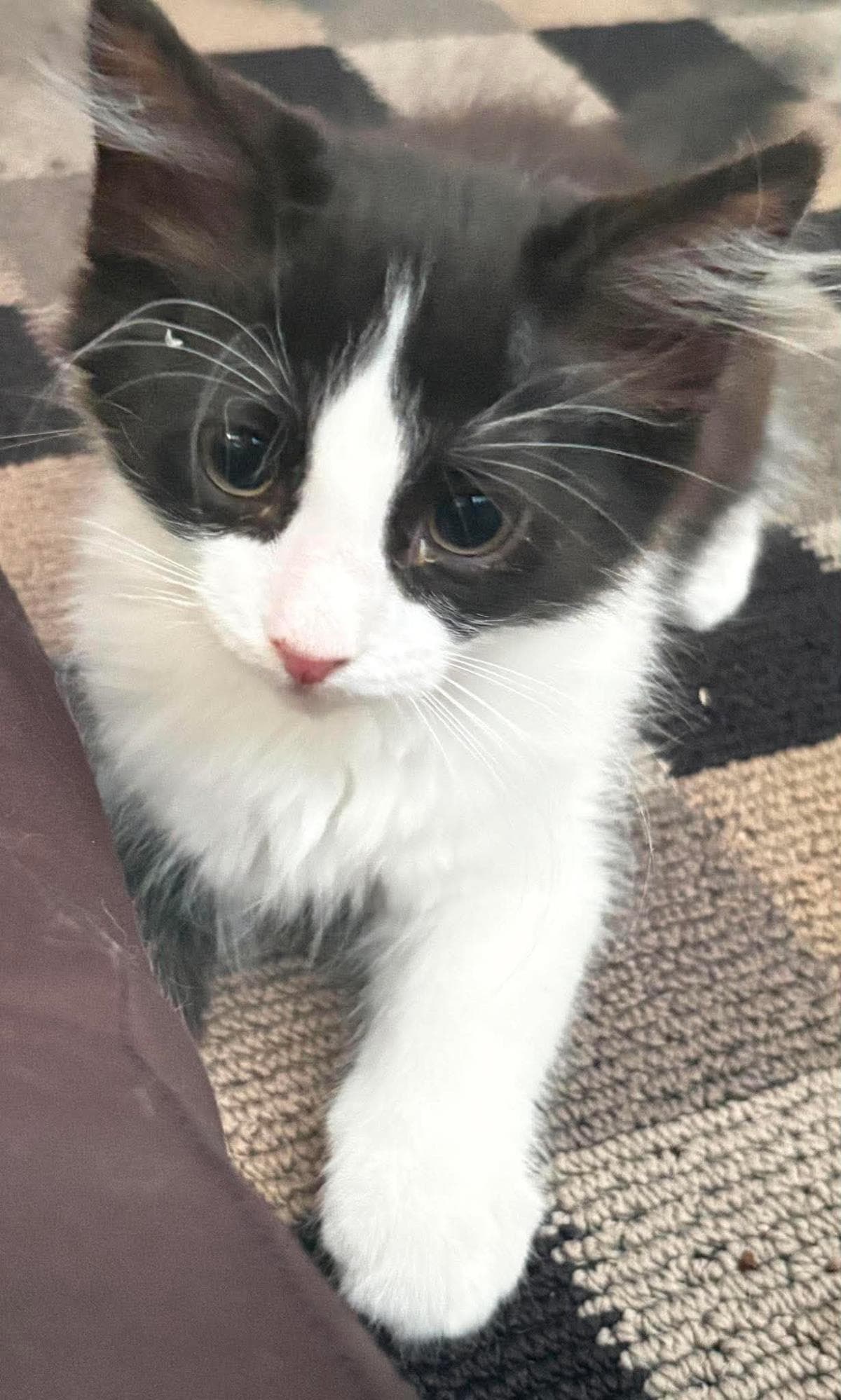 Biggie Remix - Domestic Short Hair