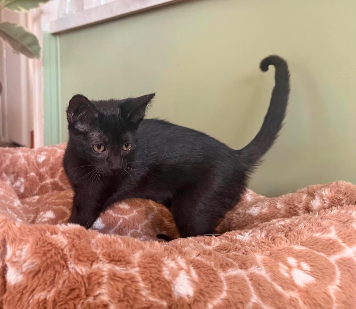 Suzi Remix - Domestic Short Hair