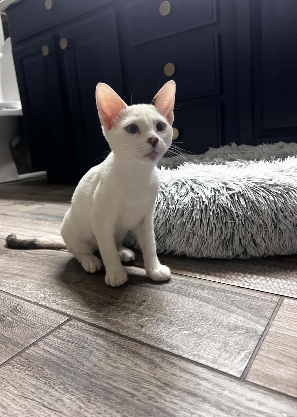 Mary Summerville - Domestic Short Hair