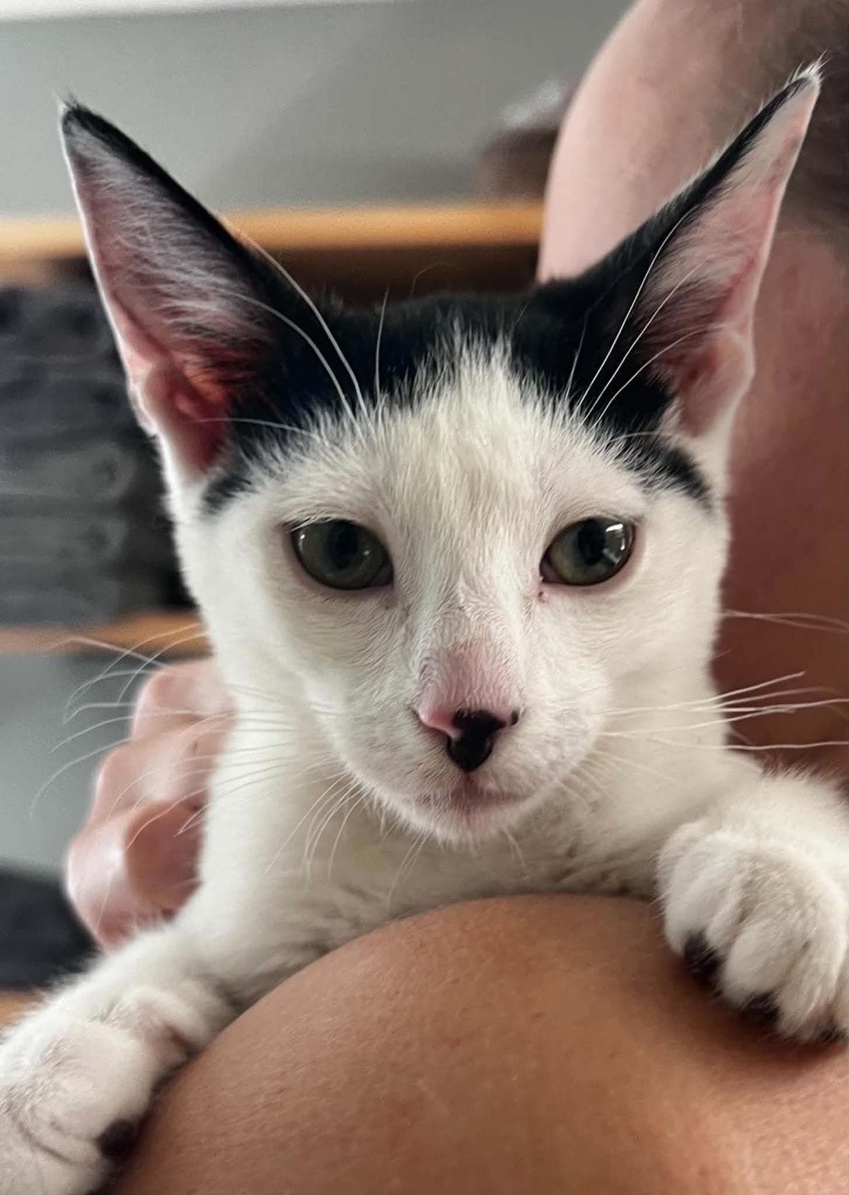 Tex Summerville - Domestic Short Hair
