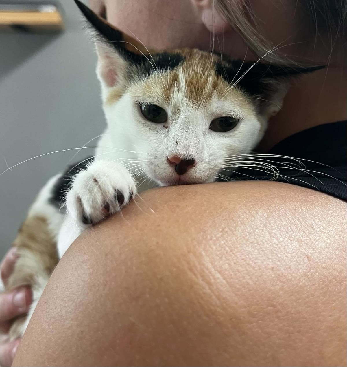 Cali Summerville - Domestic Short Hair