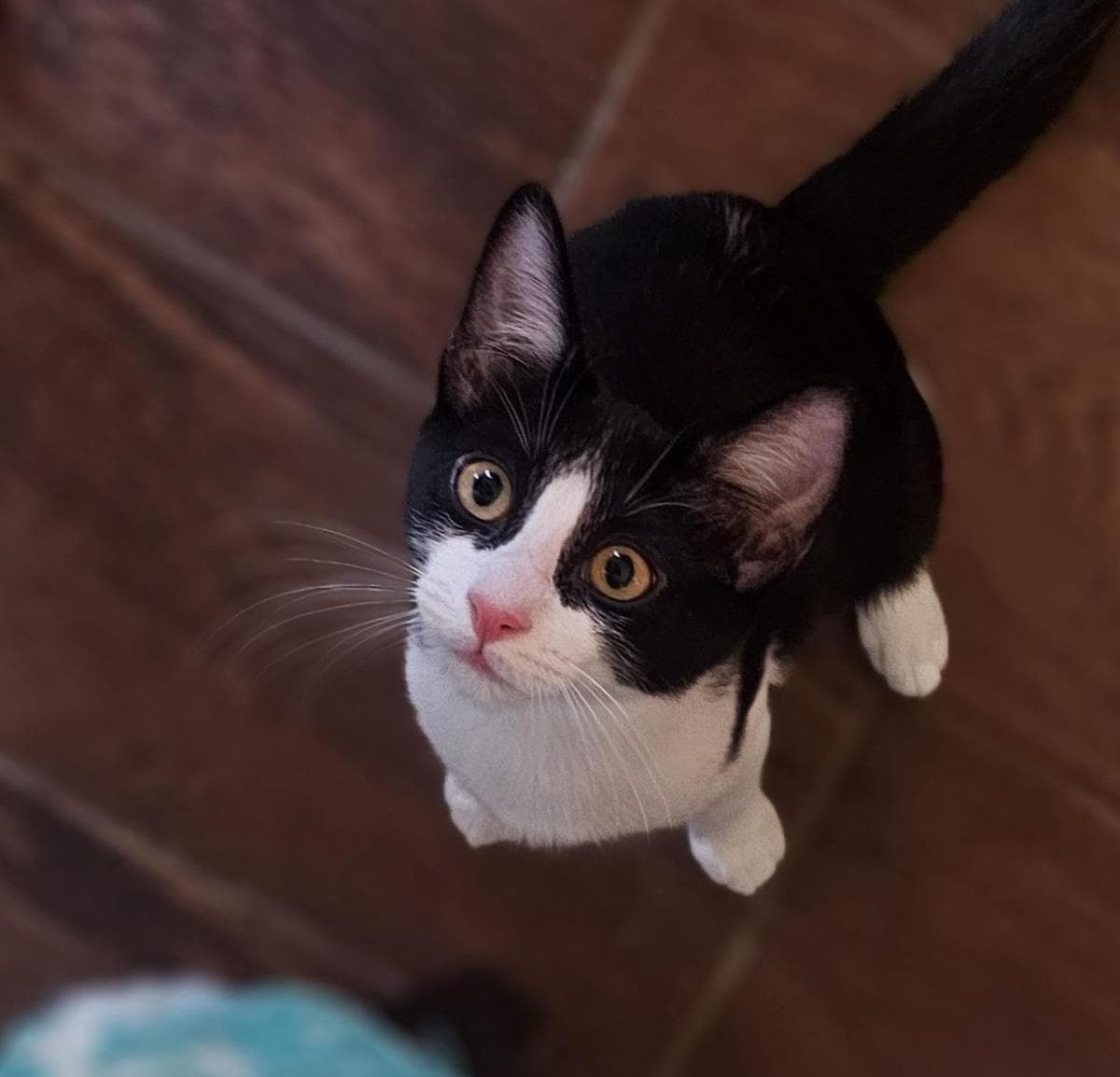 Bridget Gaelic - Domestic Short Hair