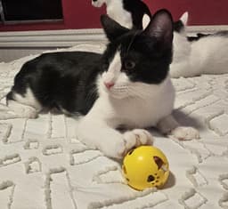 Lennon Gaelic image 1