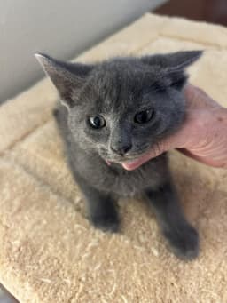 Lodi Johnson image 2