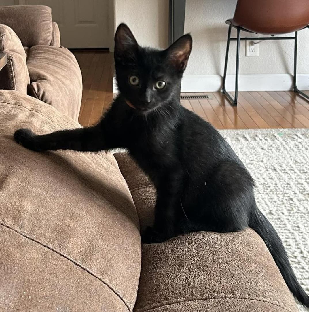 Pepper Johnson - Domestic Short Hair