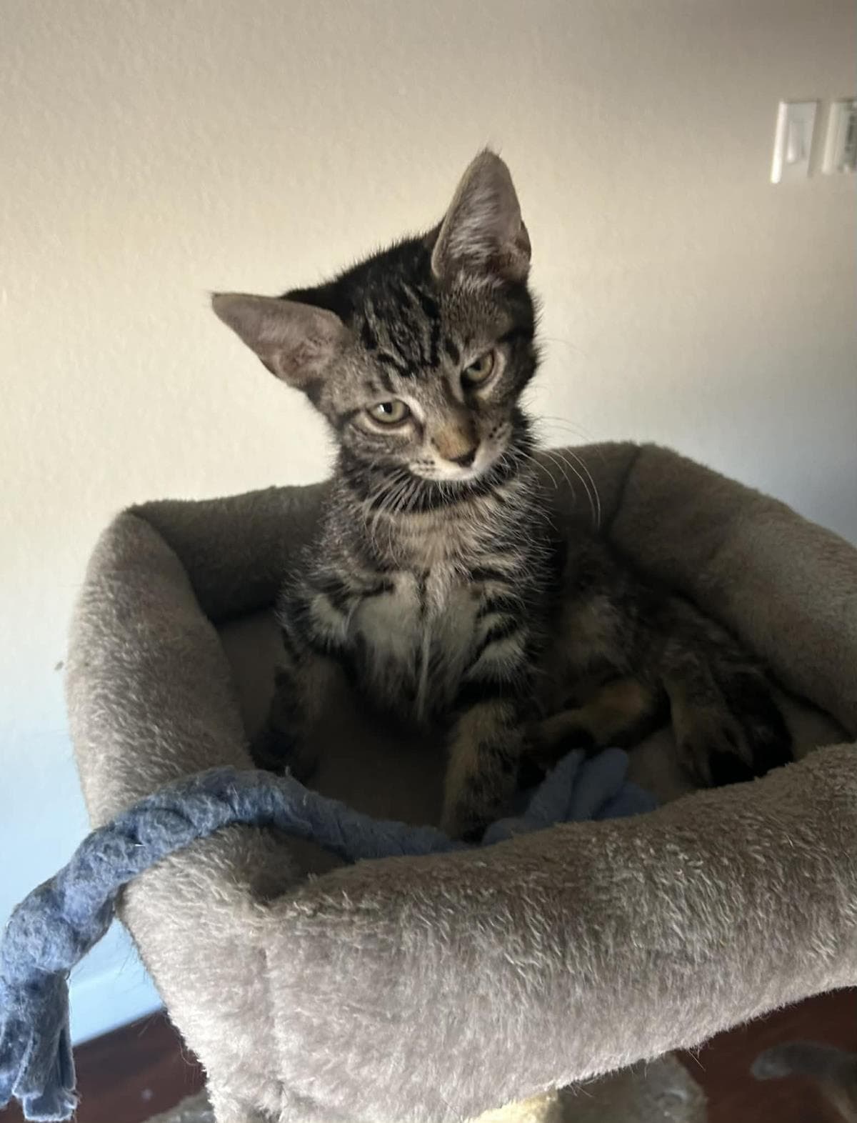Jett Johnson - Domestic Short Hair
