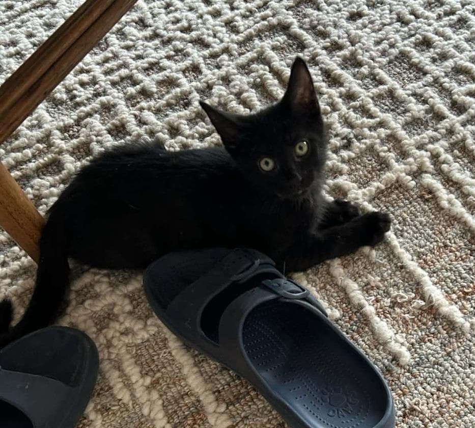 Leah Johnson - Domestic Short Hair