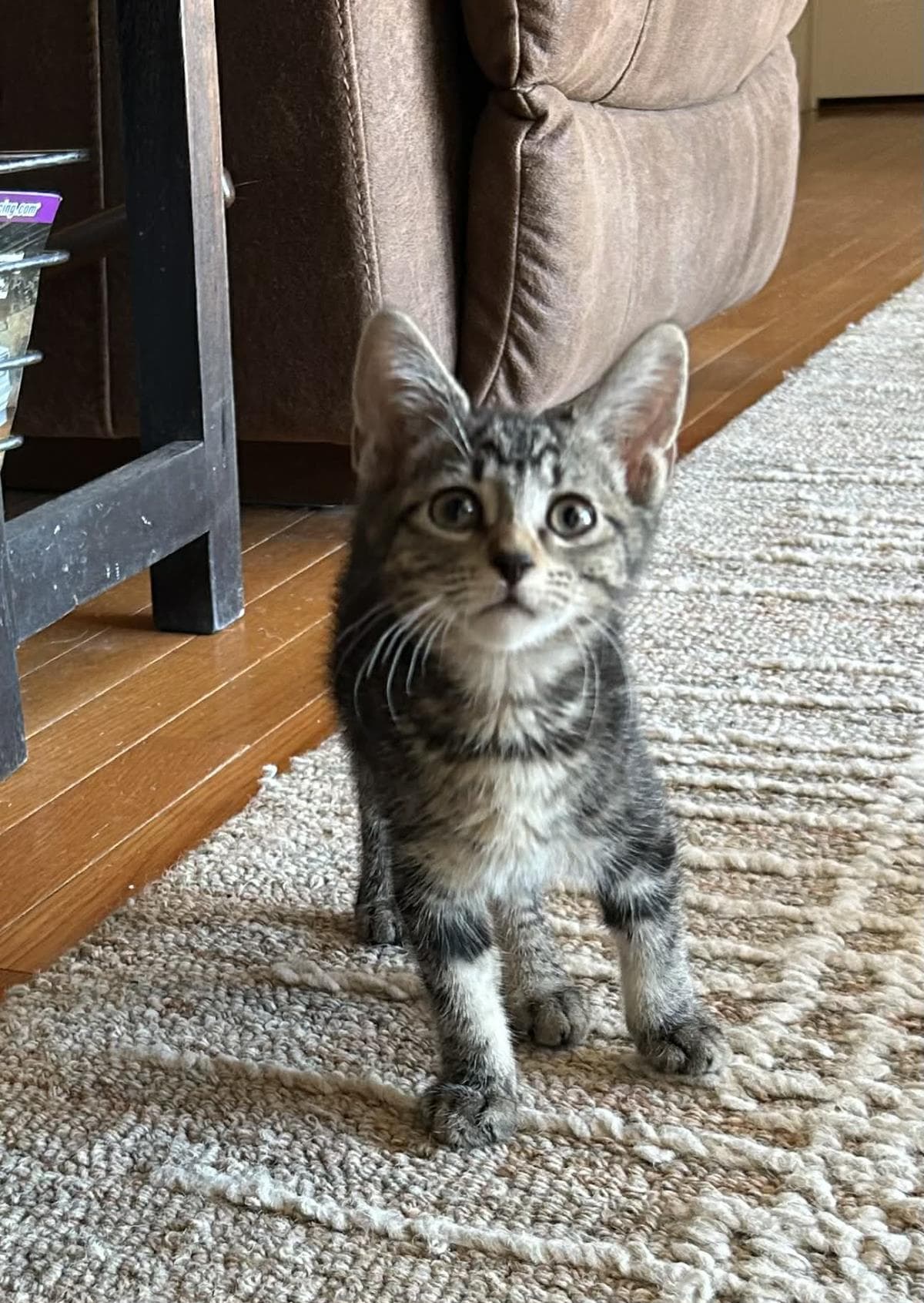 Mandy Johnson - Domestic Short Hair
