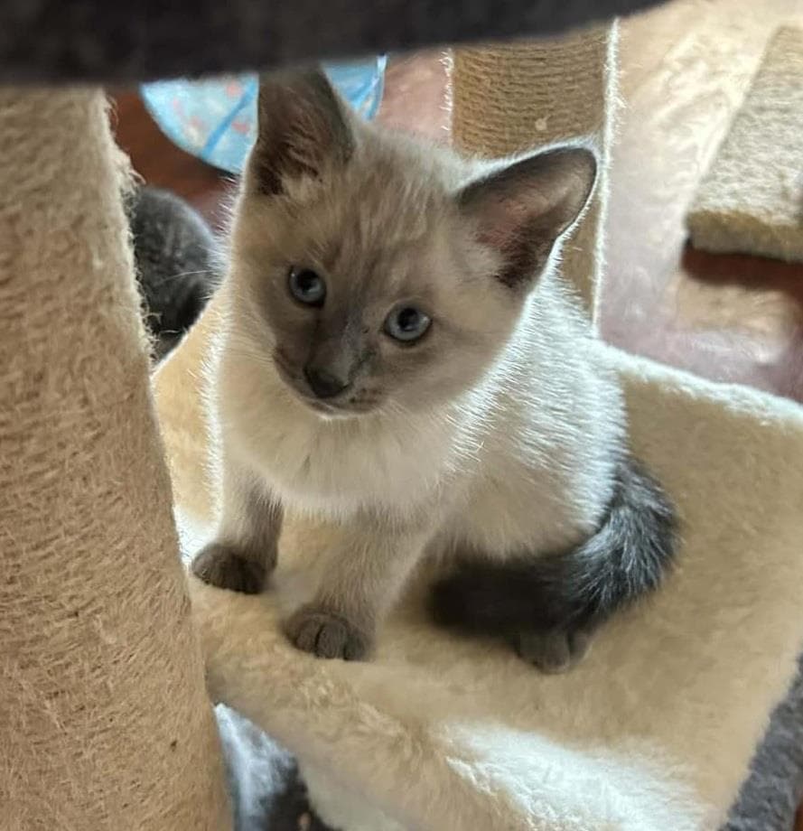 Lovie Johnson - Domestic Medium Hair