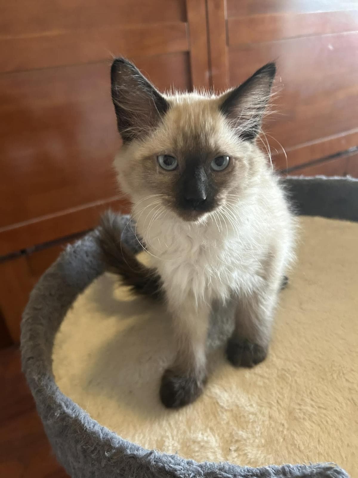 Coco Johnson - Domestic Medium Hair