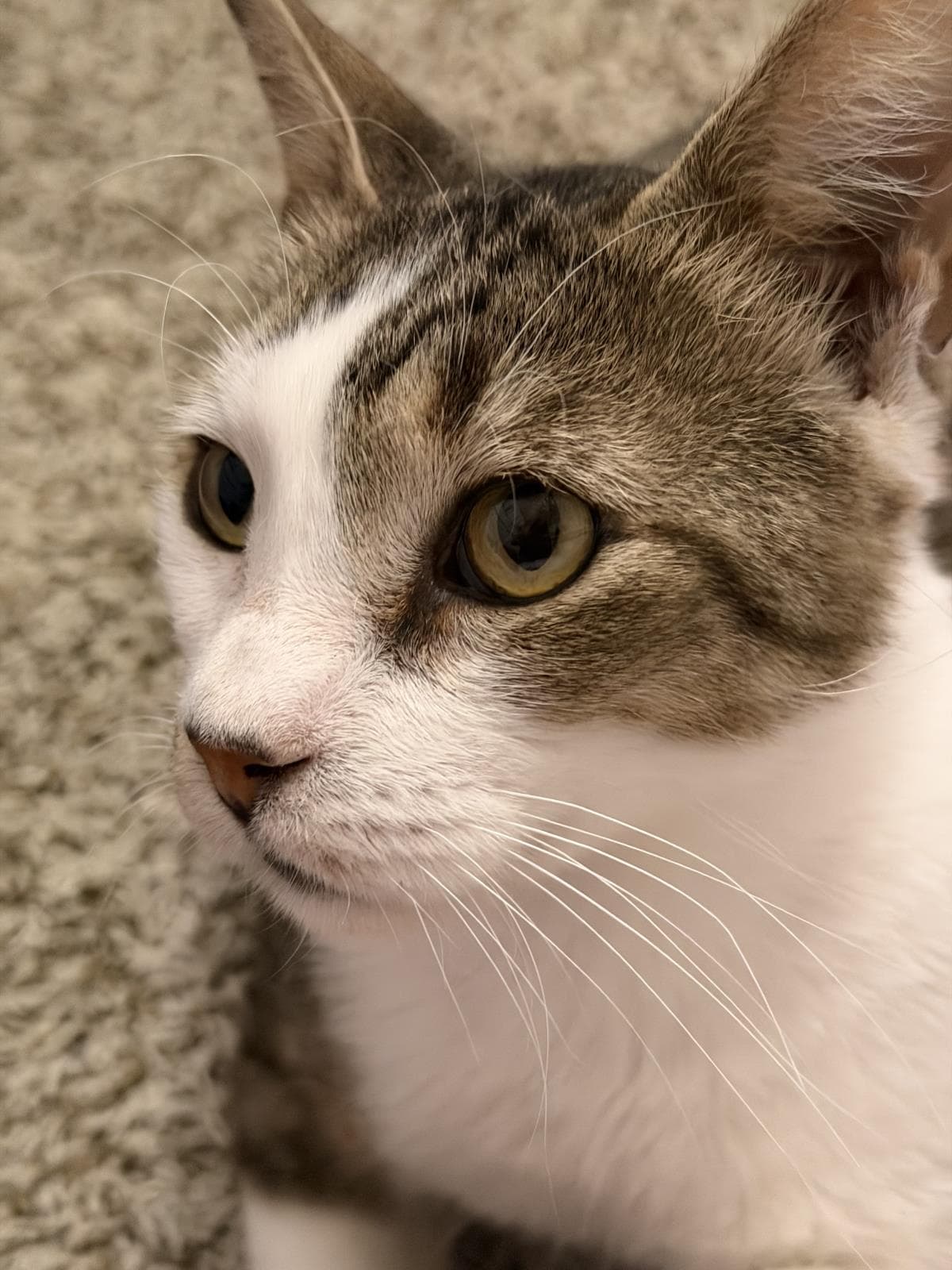 Sevro Au Barca - Domestic Short Hair