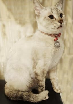 Beryl Streep image 1