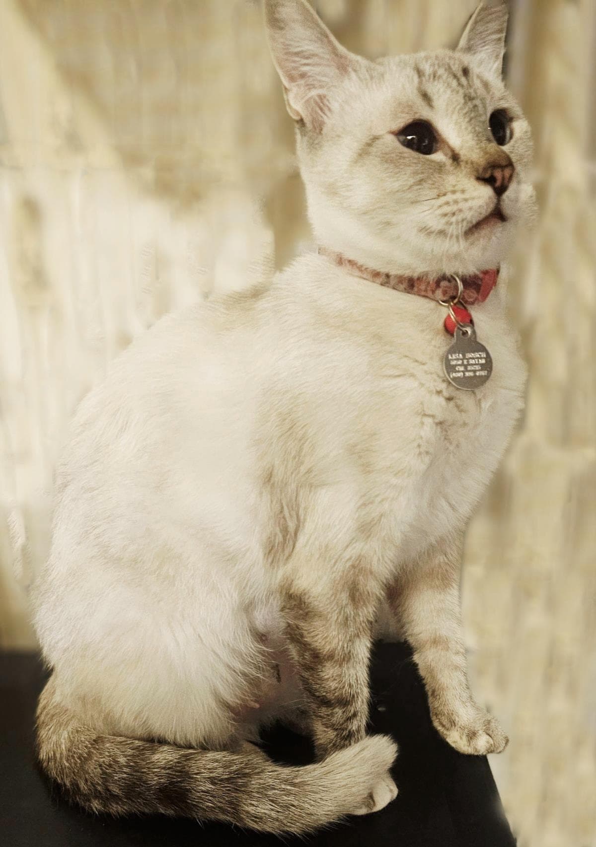 Beryl Streep - Siamese