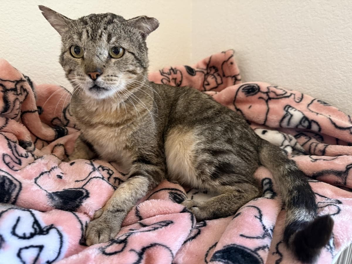 Bennie Benedict Ironwood - Domestic Short Hair