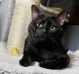 Bruno Black image 1