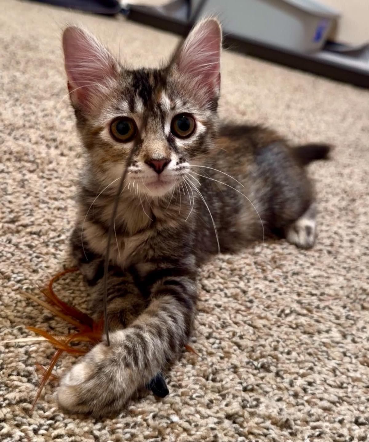 Jules Barden - Torbie