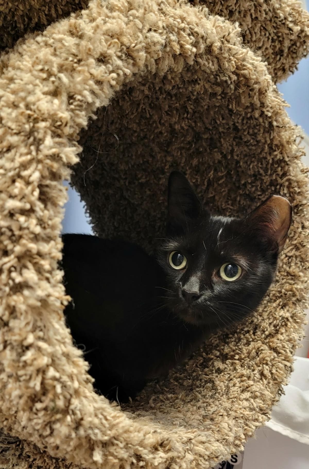 Katarina Kat - Domestic Short Hair