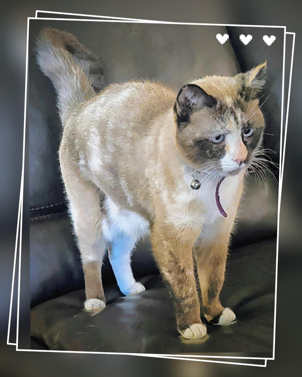 Bisquik Passion - Siamese
