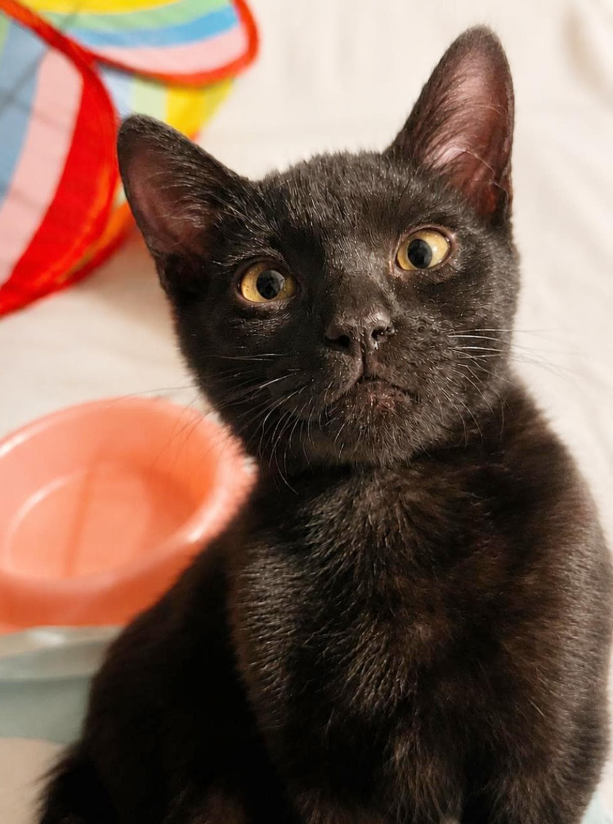 Boston Bear Hollanov - Domestic Short Hair