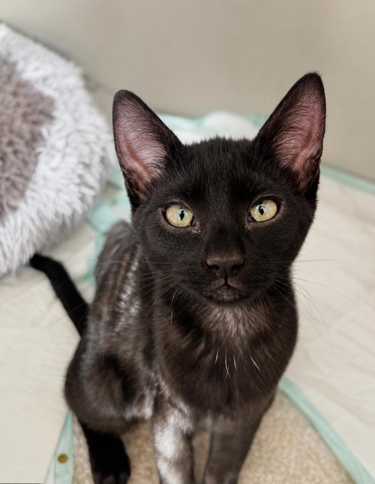 Sasha Hollanov - Domestic Short Hair