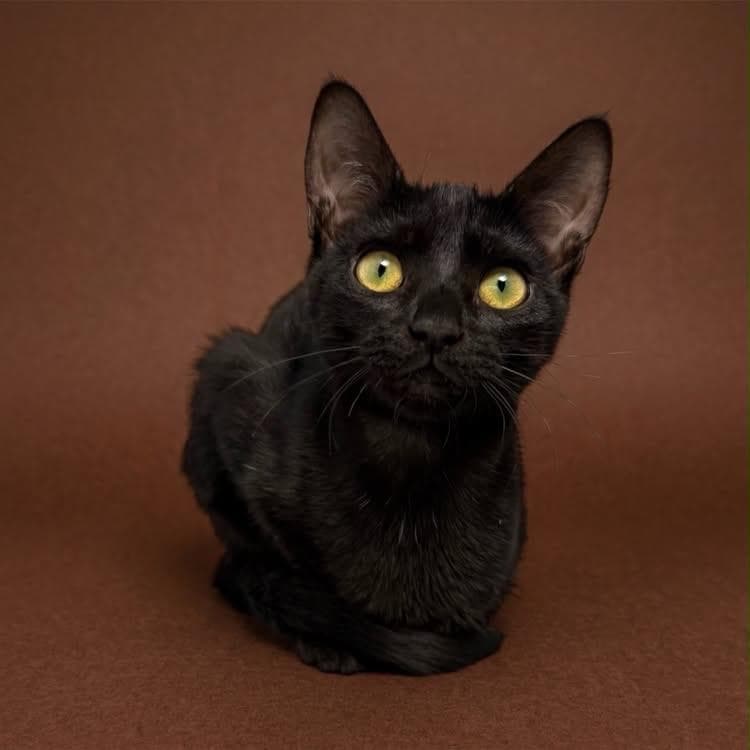 Sasha Hollanov - Domestic Short Hair