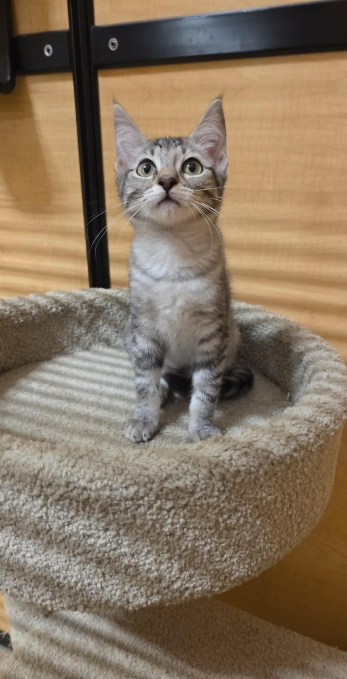 Pearl Wellington - Domestic Short Hair